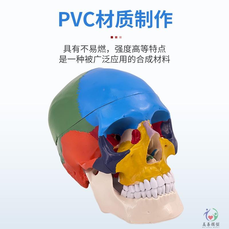 1比1头颅体头骨自然成人头颅人骨教学医学658美大头颅骨头骨用模