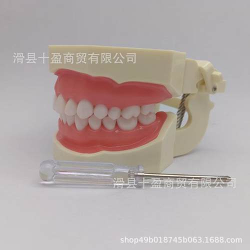 牙口腔牙科牙316齿模型习备练软牙龈牙模体可拆缷替换仿真树脂离