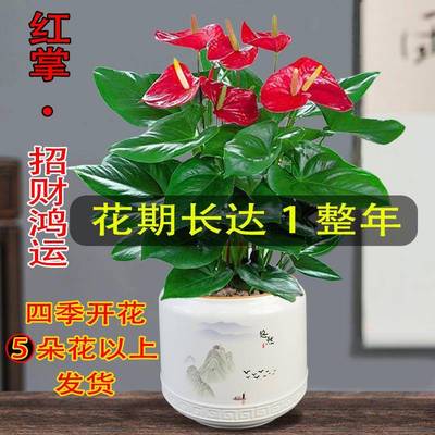 红掌盆栽四季开花绿植鸿当厂家直供花运卉办公室内水好养植头培物