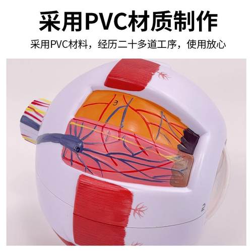 人眼球模型6放大眼球模型五官科倍眼睛构造解剖578教学体模型医学