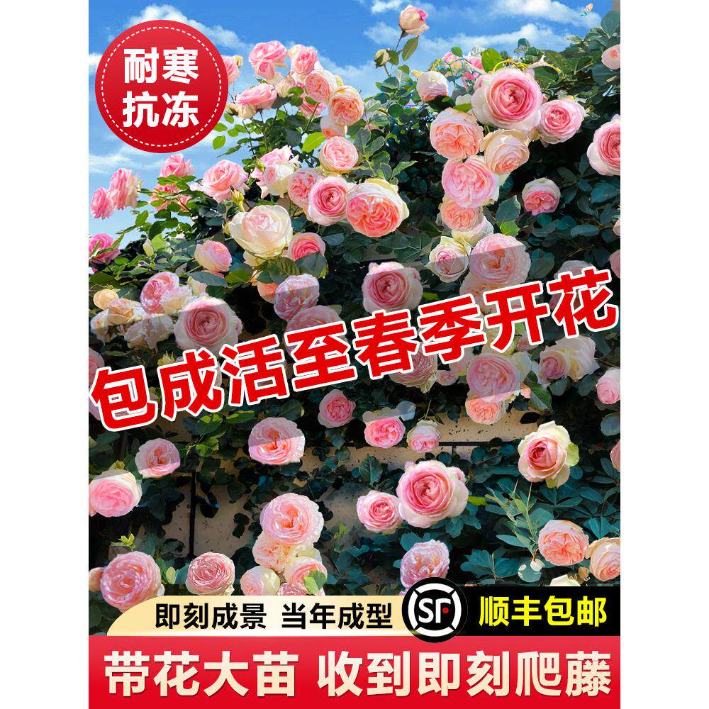 1米8母系大苗蔷薇花苗特大花藤本月季爬藤植物四季花卉盆栽玫瑰