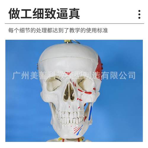 医学骨骨模型17骼0CM人体骼模型学模型骨架教671解剖关节教学模型