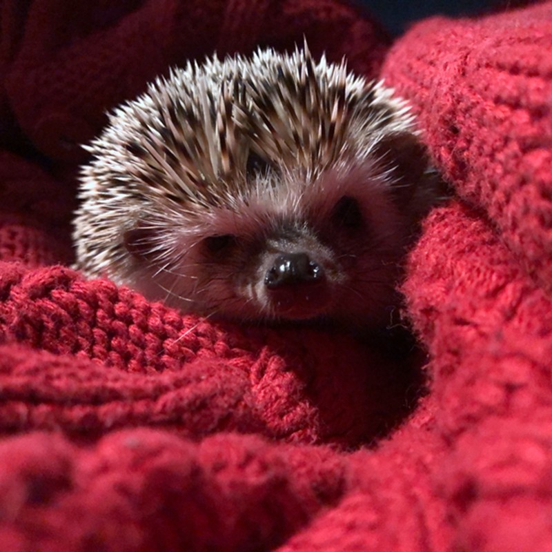 自家繁殖纯种非洲迷你刺猬萌宠宠物 网红小宠物宝宝包活健康纯种,宠物/宠物食品及用品,玩具/造景装饰,淘宝优惠券,粉丝福利购,淘宝优惠卷
