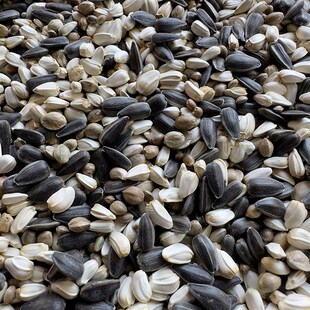 油葵 黑瓜子 红花籽 麻子 混合三合一 鹦鹉混合鸟粮鸟食 一件=5斤