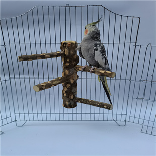 鹦鹉鸟树枝站棍站杠磨脚杆花椒木站杠树杈站杆站棒牡丹玄风小太阳