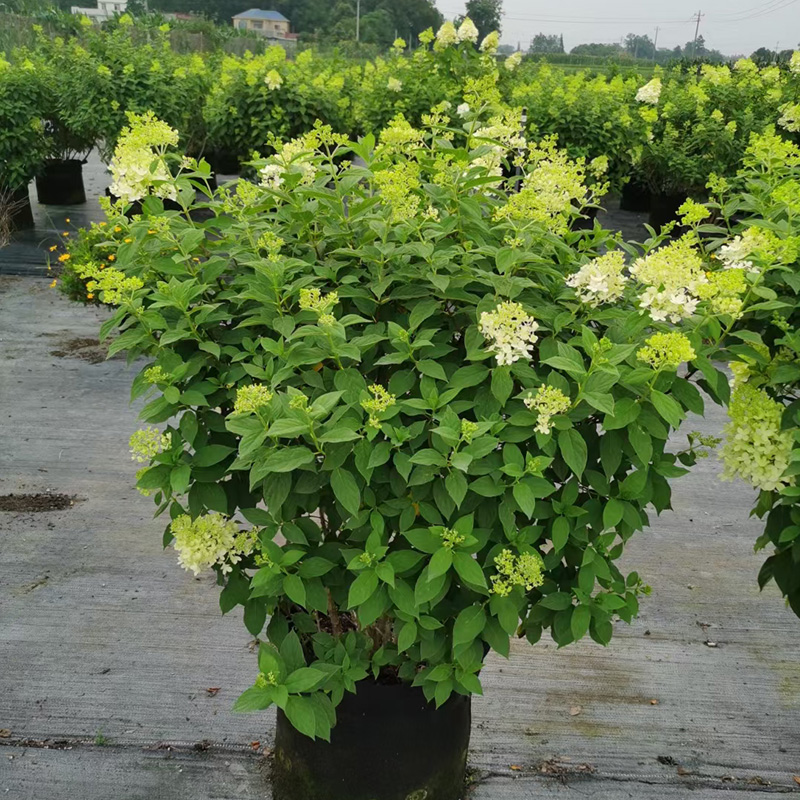 金叶子圆锥绣球香草草莓石灰灯室外庭院花卉园造景耐热寒植物盆栽