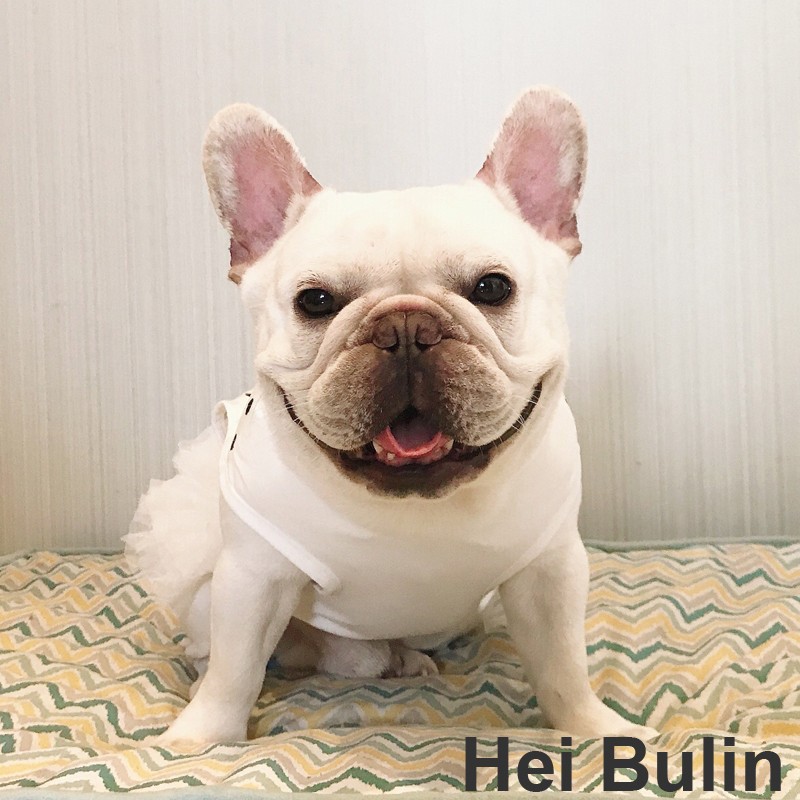 法斗巴哥犬胖狗裙子春夏凉爽超可爱波点背心衣服纱裙公主裙有弹性