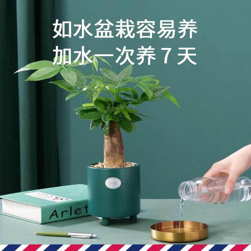 如水盆栽 4株四支富贵竹文昌竹 办公室植物室内桌面水培土培绿植