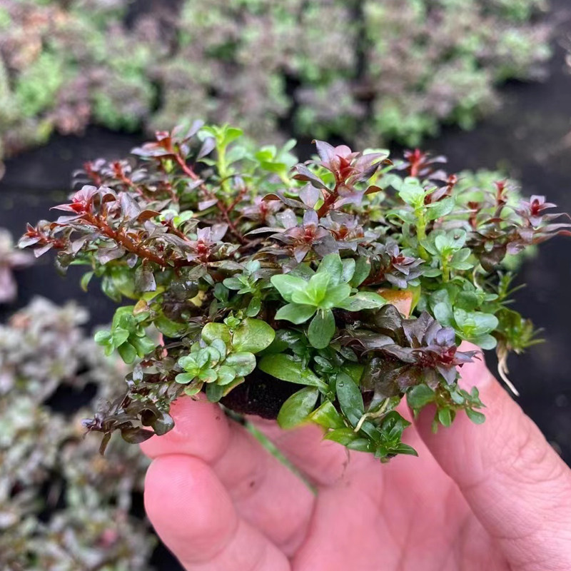 日式百变混合小坨草缸鱼缸造景矮珍珠绿宫廷牛顿懒人增氧阴性水草,宠物/宠物食品及用品,水草,淘宝优惠券,粉丝福利购,淘宝优惠卷