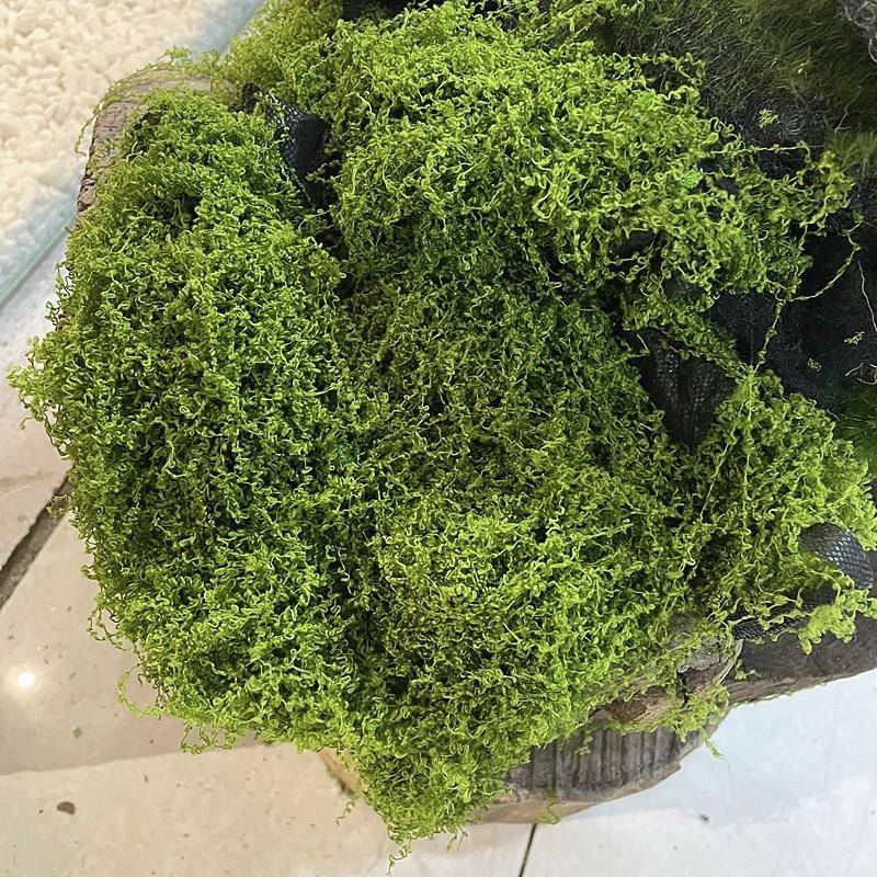 仿真苔藓草皮仿生人造假青苔微景观布置摆件草坪盆景盆栽造景大张