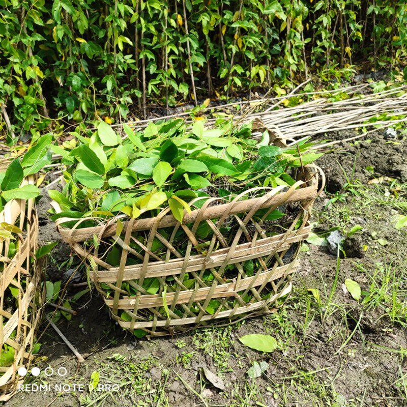 油麻藤小杯苗20棵,牛马藤苗1.5米长,庭院遮阳爬藤植物四季常绿