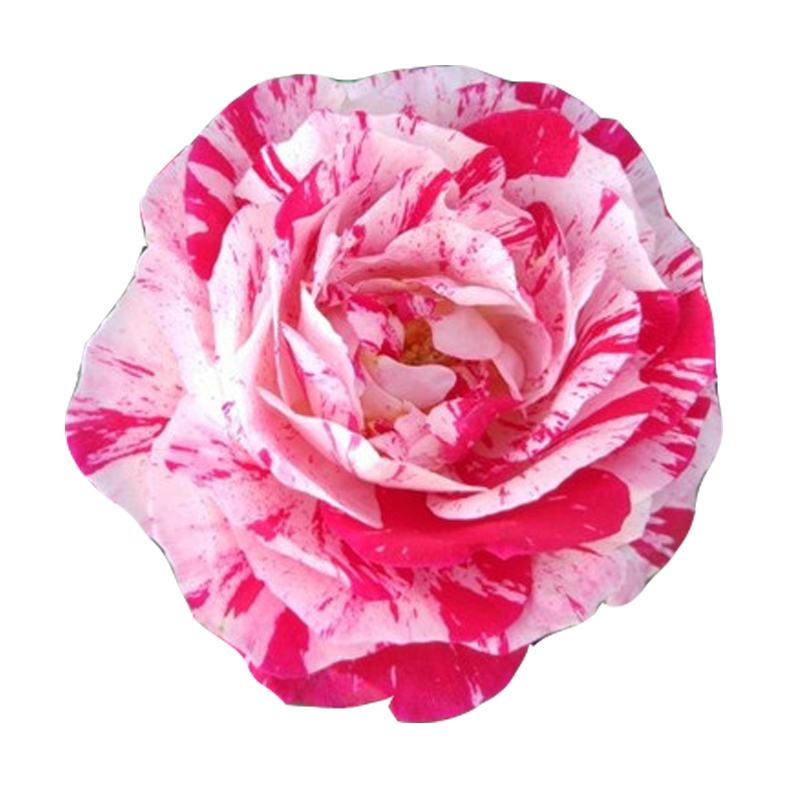 节日礼花红白大花条纹月季花苗阳台庭院四季芳香花卉玫瑰盆栽植物