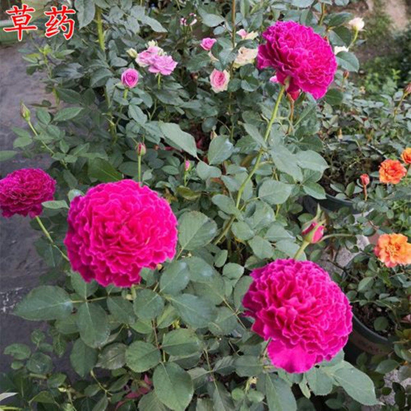 阳台大花微型月季草药多季开浓香波浪边月季玫瑰花苗庭院盆栽植物