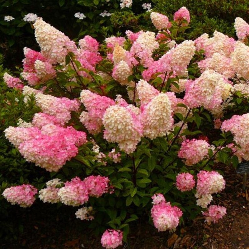 圆锥绣球花苗香草草莓盆栽石灰灯庭院花园阳台北方耐寒花耐旱植物