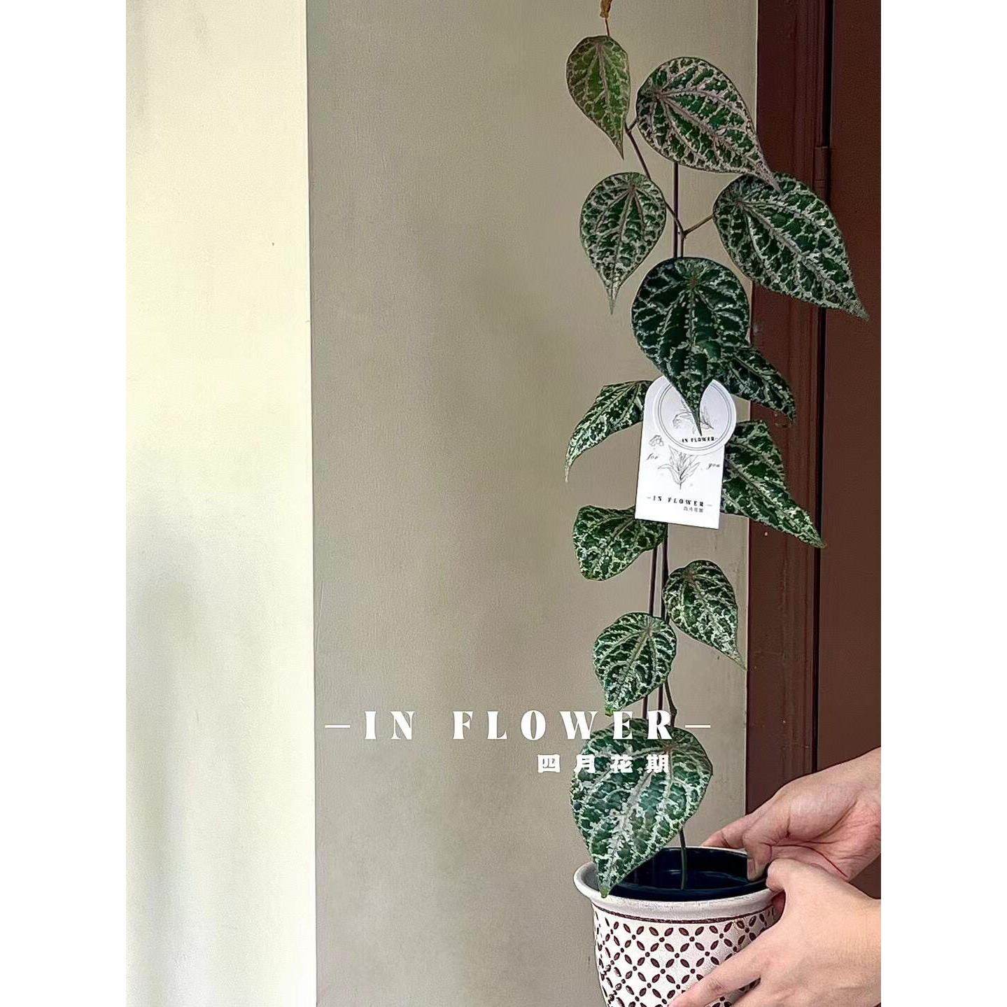 瑰丽胡椒盆栽室内观叶绿植ins热植客厅阳台垂吊植物盆栽花卉好养