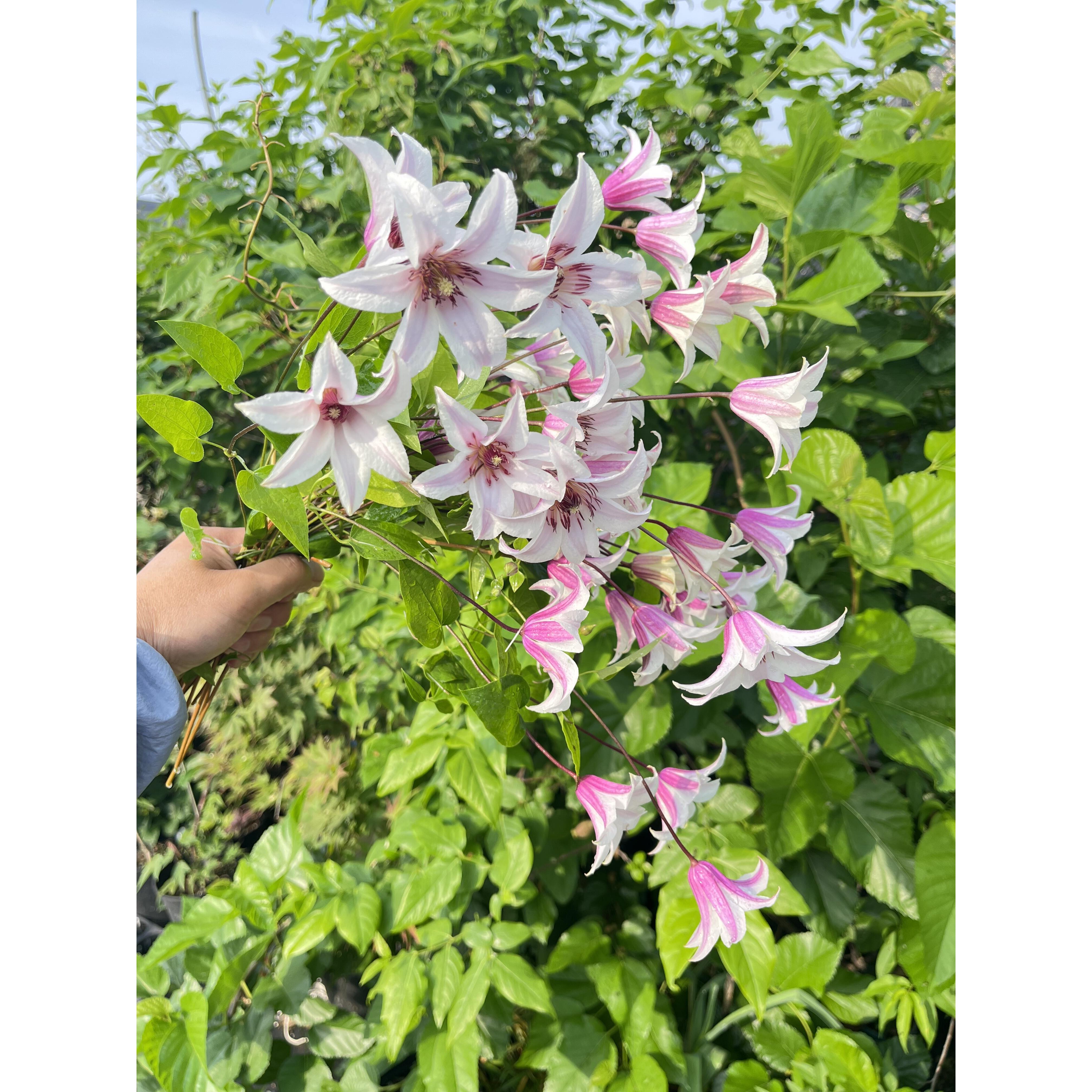 铁线莲新品p9苗凯特王妃