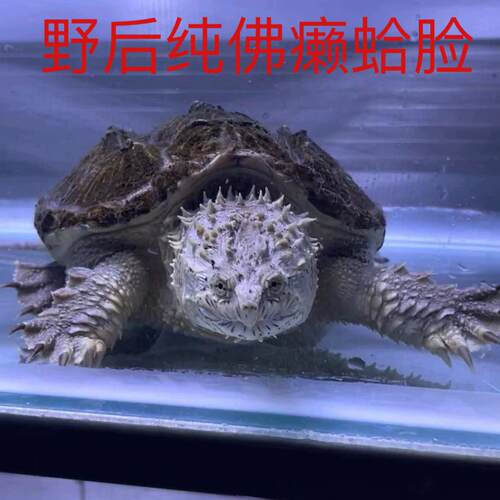 原种纯佛鳄龟大头宽脸爆刺鳄龟幼苗压成佛鳄龟活物北美小鳄龟乌龟