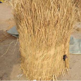稻草绿化草冬季温草室子草苫垛帘草堆大ILX棚遮阳草帘芦苇帘子