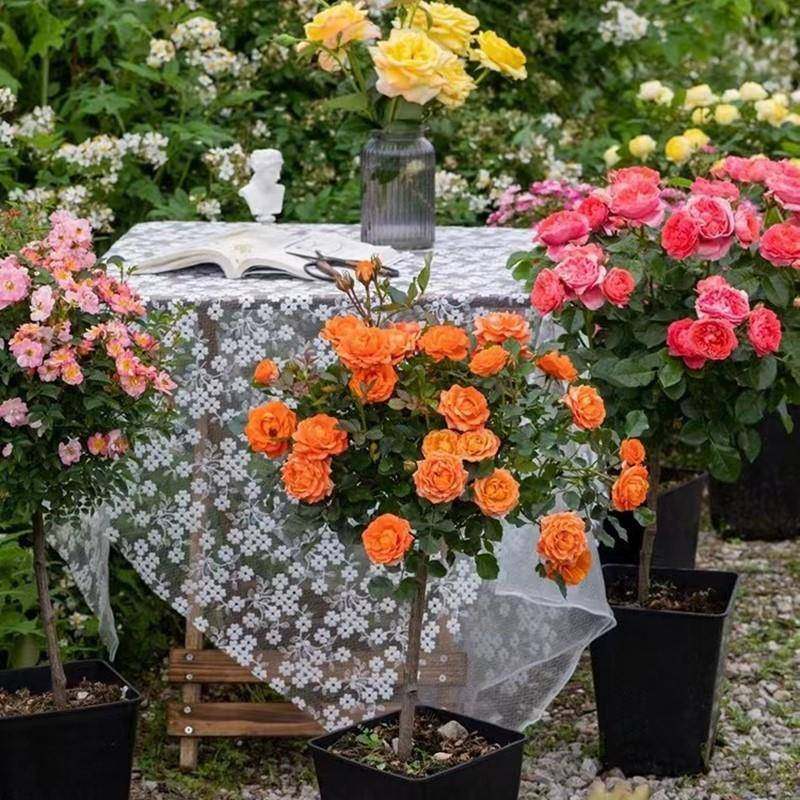 棒季棒糖月花579苗月带花苞大花浓香阳台庭院栽盆地栽多色树桩季,鲜花速递/花卉仿真/绿植园艺,月季/蔷薇/玫瑰,淘宝优惠券,粉丝福利购,淘宝优惠卷