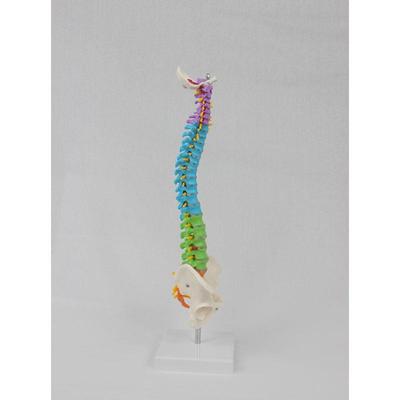 中型彩色脊带骨盆立式264椎5CM脊椎拿颈椎骨模骼型推骨科