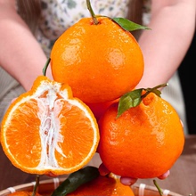 【柠采臣水果旗舰店】四川春见粑粑柑耙耙柑4.5斤