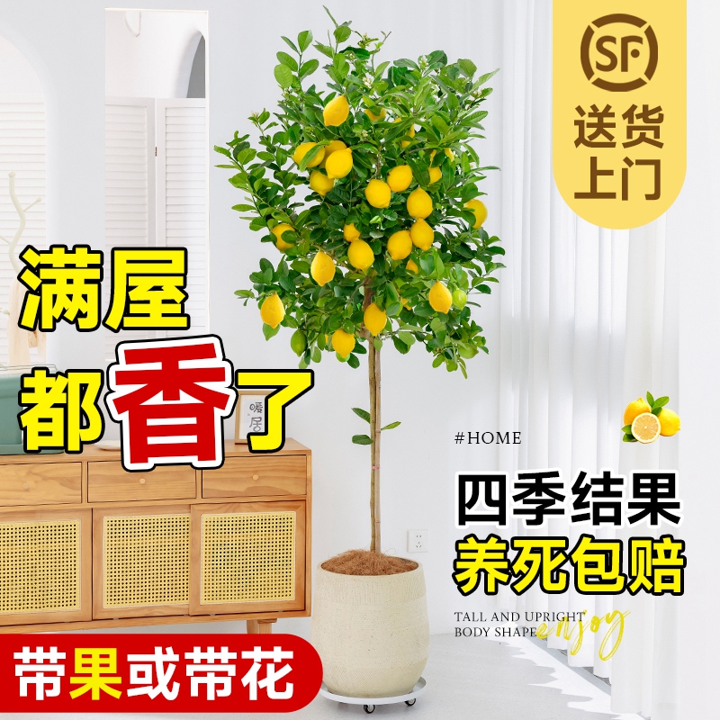 香水柠檬树盆栽带果发货可食用阳台室内客厅大型绿植物四季好养活