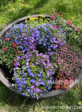 大花钵拼盘超大浅盆敞盆IGE碗盆圆形花箱景观盆大口盆大矮盆口紫