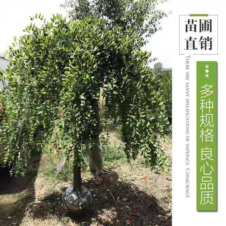 爪槐垂槐黄金槐国槐绿化苗正宗嫁接适3344宜庭南北树龙方院种植树