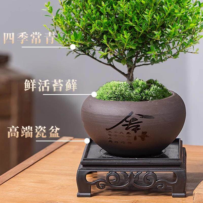 宗金正丝楠木小小叶赤楠紫檀盆栽老桩苗大棵办公室内绿81964322树