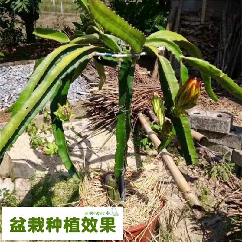 不锈钢火龙果架支架种植架花架盆栽地栽阳台用火龙果苗爬藤支撑架