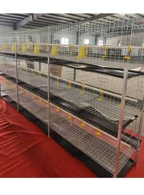 盛康肉鸡笼笼产厂31181家鸡全自动清笼粪带喂料机鸡做养殖设备肉