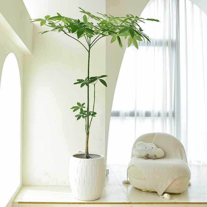 型客室厅旺八方发财F879789H树盆栽大玄关办公室原生内物造景植绿