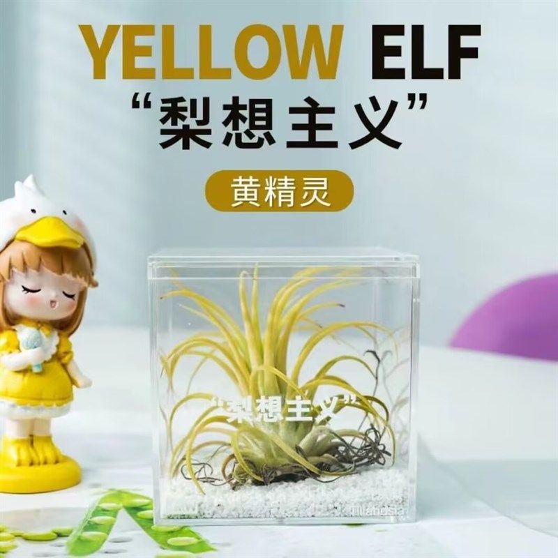 花点时间空气凤梨无土植物鲜活办公桌桌面室内新手懒人盆栽好养活,鲜花速递/花卉仿真/绿植园艺,绿植,淘宝优惠券,粉丝福利购,淘宝优惠卷