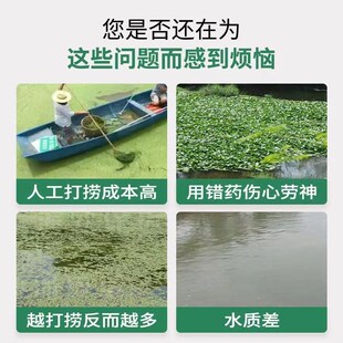 浮萍一扫光清除剂鱼塘鱼缸水产养殖不伤鱼虾除藻剂水葫芦清理神器