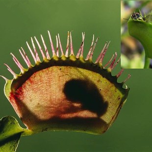捕蚊草捕蝇草食虫植物绿植 盆栽瓶子草茅膏菜猪笼草虫草食人花 包邮