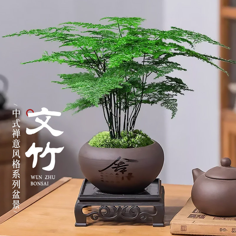 文竹盆栽茶桌摆件水培竹子绿植物盆景茶室办公桌文松造景高端花卉图片