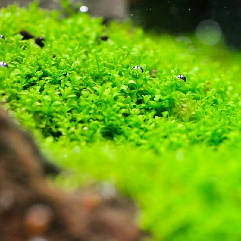 迷你矮珍珠水草植物鱼缸造景淡水阴性前景坨草水草坪趴地懒人水草