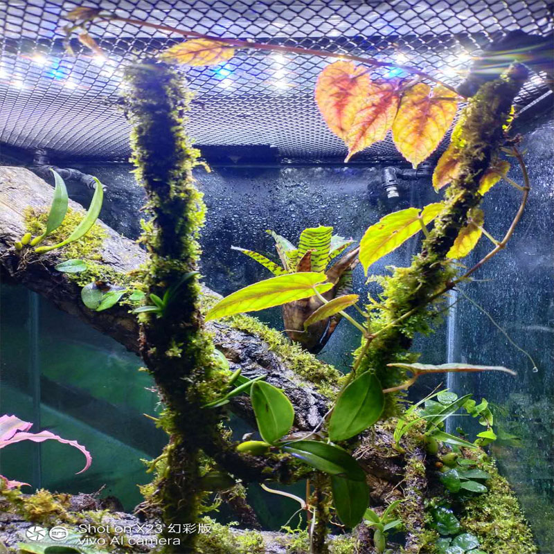 香槟树皮圆桶爬宠躲避树皮 雨林缸造景 包柱子管道 空气凤梨定植