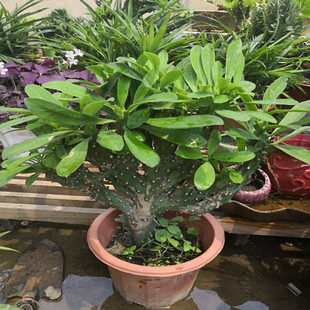 多肉植物玉麒麟盆栽花卉仙人掌麒麟掌观赏盆栽室内多肉净化空气