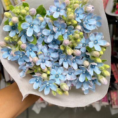 蓝星花2束