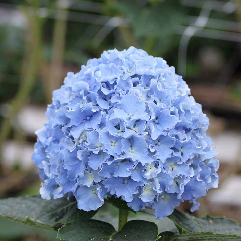 海蒂的花园 细高跟/铆钉褶边绣球花苗可调色阳台庭院花卉植物盆栽