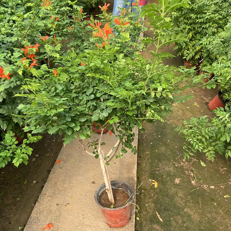 凌霄花苗树爬藤植物开花盆栽型好阳台庭院带花苞原盆发货四季耐寒