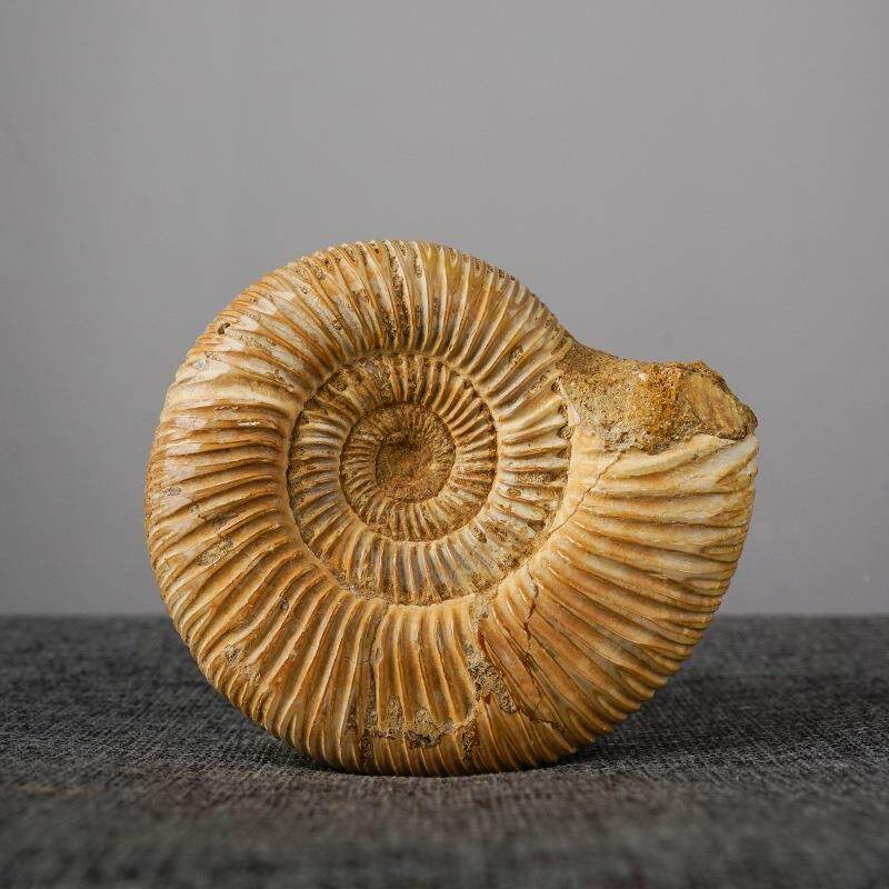 天饰然海星贝化石原石装装桌面摆件菊石壳收藏酒柜ltao6156饰品摆
