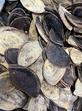 天然甲香南格海统螺盖螺厣1000g古法传67539香合香专藏用天然香材