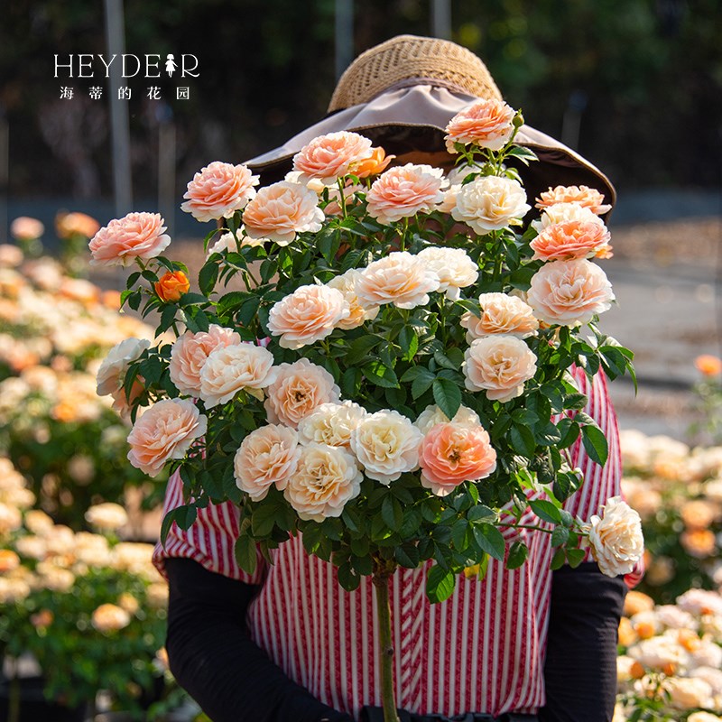 海蒂的花园果汁阳台金丝雀棒棒糖月季花苗树月阳台植物花卉盆栽