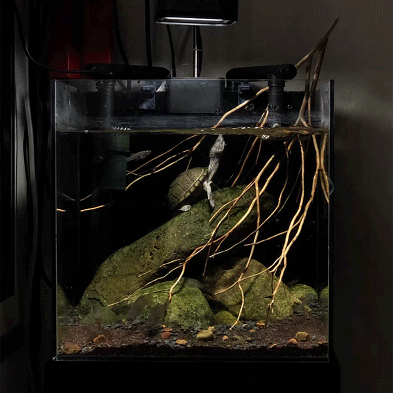 买一送1 原生缸南美缸溪流缸乌龟缸造景树枝分叉树枝鱼缸造景素材