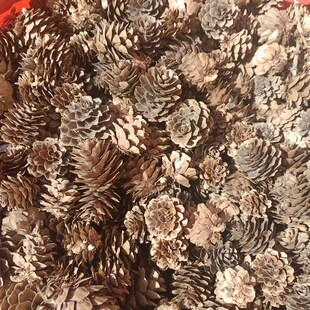 松果松塔壳手工原材料栽花花盆垫底100颗包邮,超便宜。