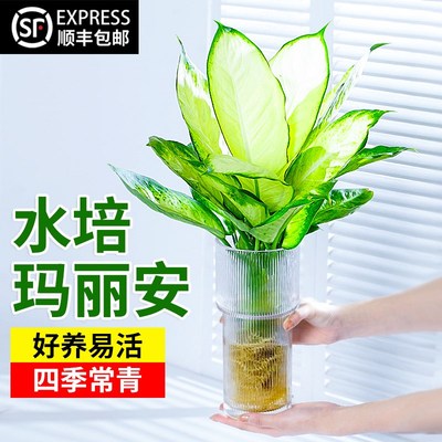 玛丽安水培植物室内绿植盆栽万年青银皇后办公室桌面四季常青绿萝