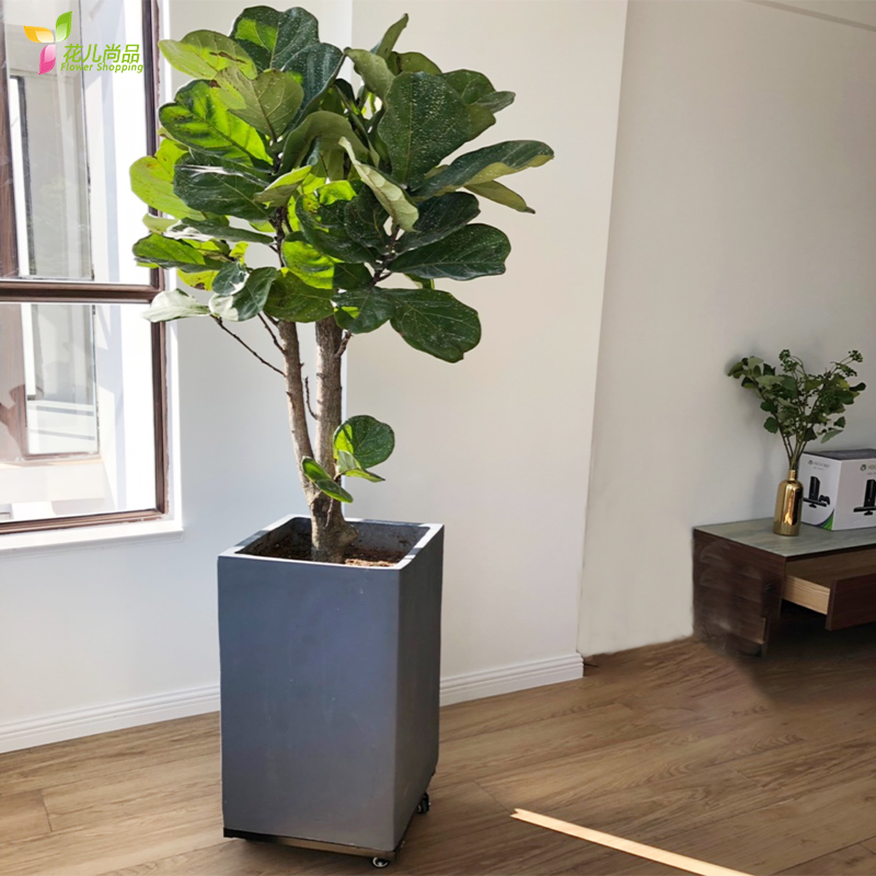 正方形仿水泥灰色花盆托盘带滚轮白色黑色移动盆景底座万向轮底盘