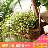 壁挂花篮装 藤编花盆草编花盆 饰挂花盆墙壁挂竹编藤编悬挂壁挂式